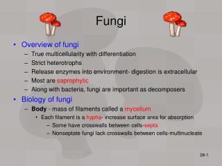 Fungi