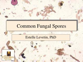 Common Fungal Spores