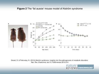 Figure 2 The ‘fat aussie’ mouse model of Alström syndrome