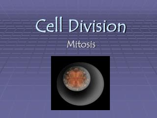 Cell Division