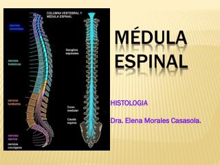 MÉDULA ESPINAL