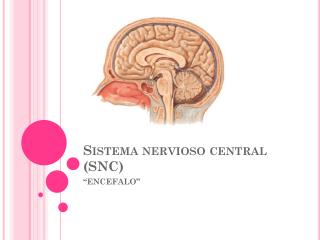 Sistema nervioso central (SNC)
