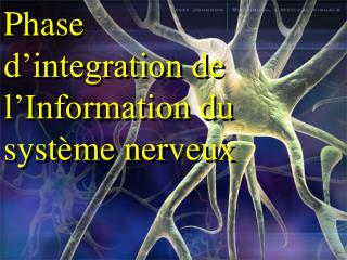 Phase d’integration de l’Information du système nerveux