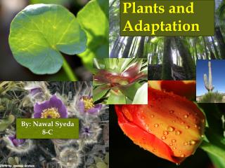 Plants and Adaptation