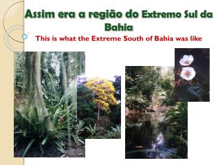 Assim era a região do Extremo Sul da Bahia This is what the Extreme South of Bahia was like