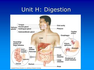 Unit H: Digestion