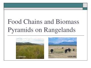 Food Chains and Biomass Pyramids on Rangelands