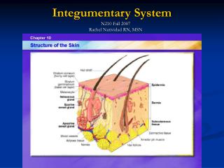 Integumentary System