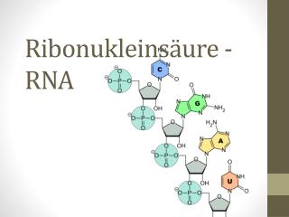 Ribonukleins äure - RNA