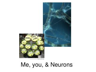 Me, you, &amp; Neurons