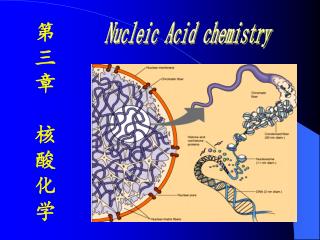 第三章 核酸化学