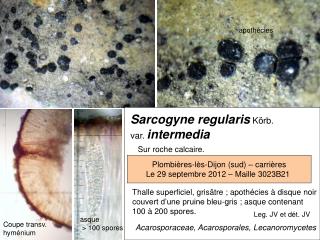 Sarcogyne regularis Körb. var. intermedia