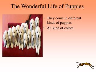 The Wonderful Life of Puppies