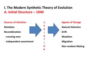 I. The Modern Synthetic Theory of Evolution A. Initial Structure – 1940