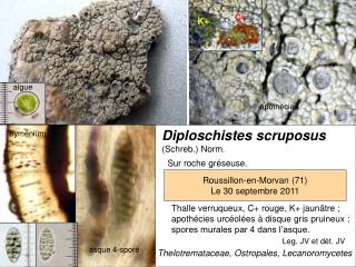 Diploschistes scruposus (Schreb.) Norm.