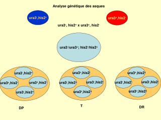 Analyse génétique des asques