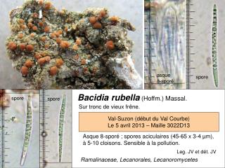 Bacidia rubella (Hoffm.) Massal.