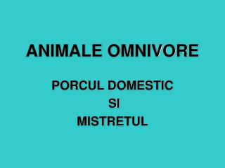 ANIMALE OMNIVORE