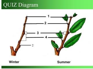 QUIZ Diagram