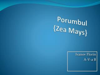 Porumbul { Zea Mays}