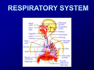 RESPIRATORY SYSTEM