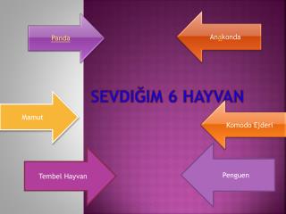 Sevdiğim 6 Hayvan