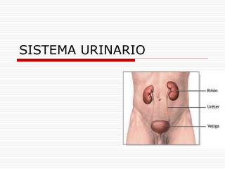 SISTEMA URINARIO