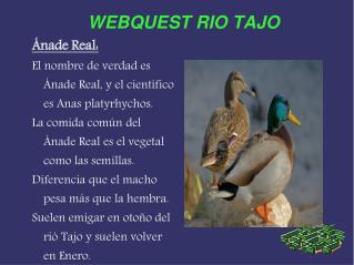 WEBQUEST RIO TAJO