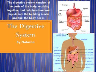 The Digestive System