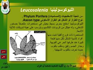 الليوكوسولينيا Leucosolenia