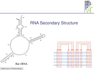 RNA Secondary Structure