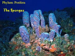 Phylum: Porifera The Sponges