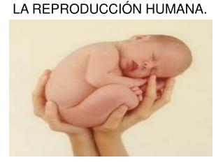 LA REPRODUCCIÓN HUMANA.