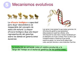 Mecanismos evolutivos