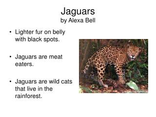 Jaguars by Alexa Bell