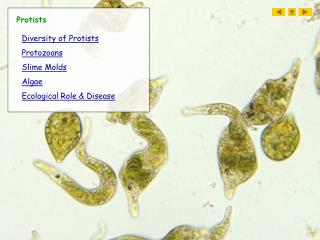 Protists