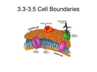 3.3-3.5 Cell Boundaries