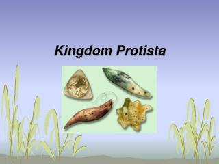 Kingdom Protista