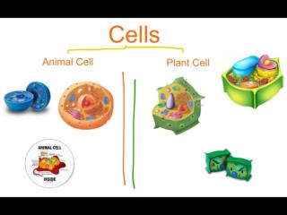 cells- Maria Asmar