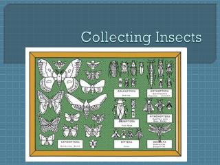 Collecting Insects