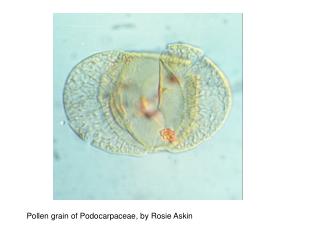 Pollen grain of Podocarpaceae, by Rosie Askin