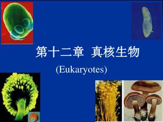 第十二章 真核生物 (Eukaryotes)