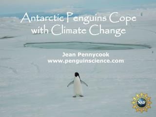 Jean Pennycook penguinscience