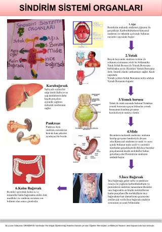 SİNDİRİM SİSTEMİ ORGANLARI
