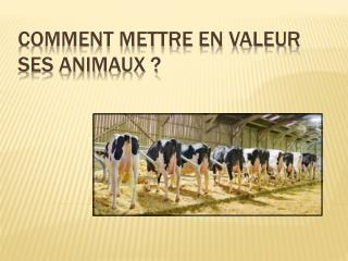 COMMENT METTRE EN VALEUR SES ANIMAUX ?