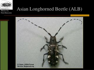 Asian L onghorned Beetle (ALB)