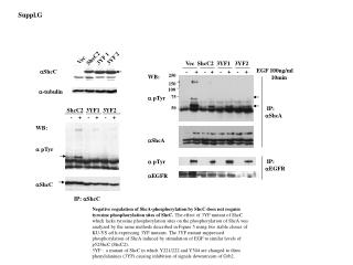 WB: a pTyr a ShcA a pTyr a EGFR