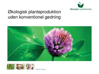 Økologisk planteproduktion uden konventionel gødning