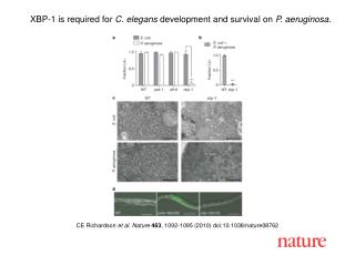 CE Richardson et al. Nature 463 , 1092-1095 (2010) doi:10.1038/nature08762