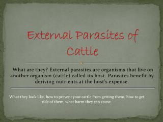 External Parasites of Cattle
